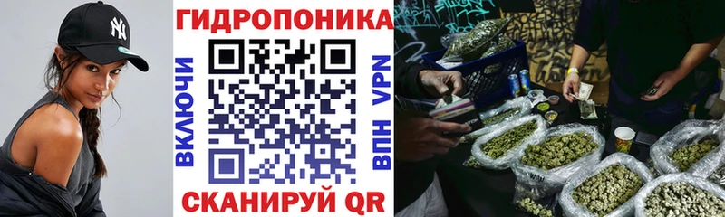 Канабис сатива  Куса 